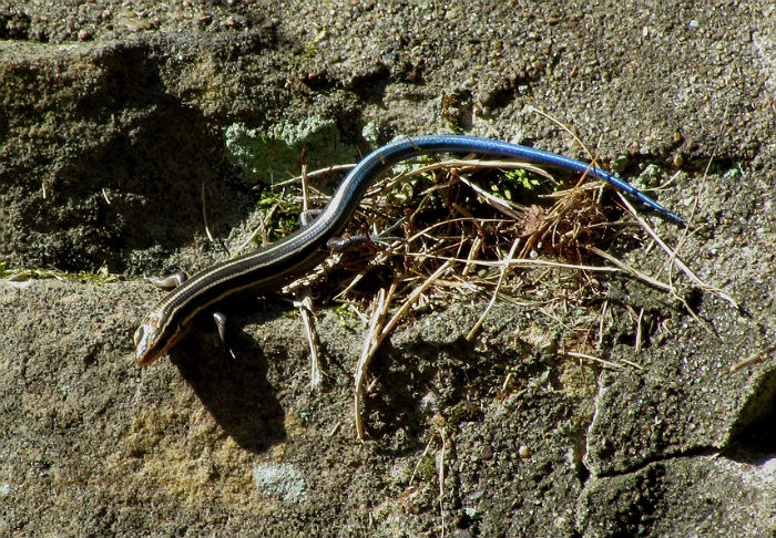 Five-lined Skink